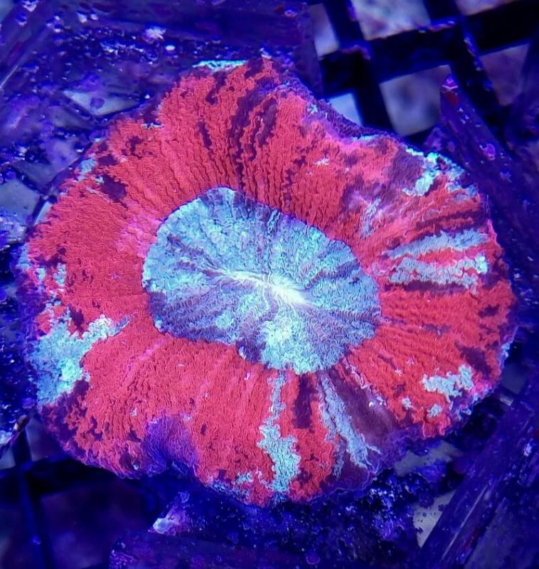 Trachyphyllia